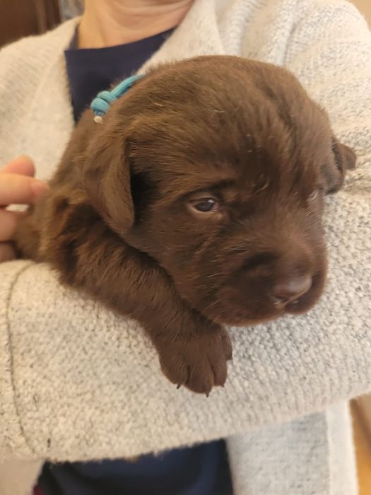 Labrador czekoladowy  sunia