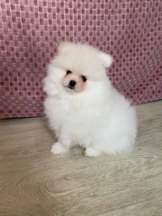 Померанський шпіц хлопчик щеня. Померанский шпиц мальчик щенок