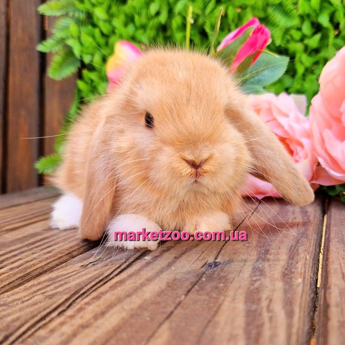 Карликовый мини кролик,мiнi баранчик mini lop
