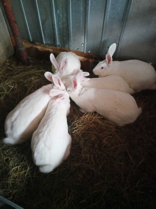 Królik-króliki termondzkie TB samice
