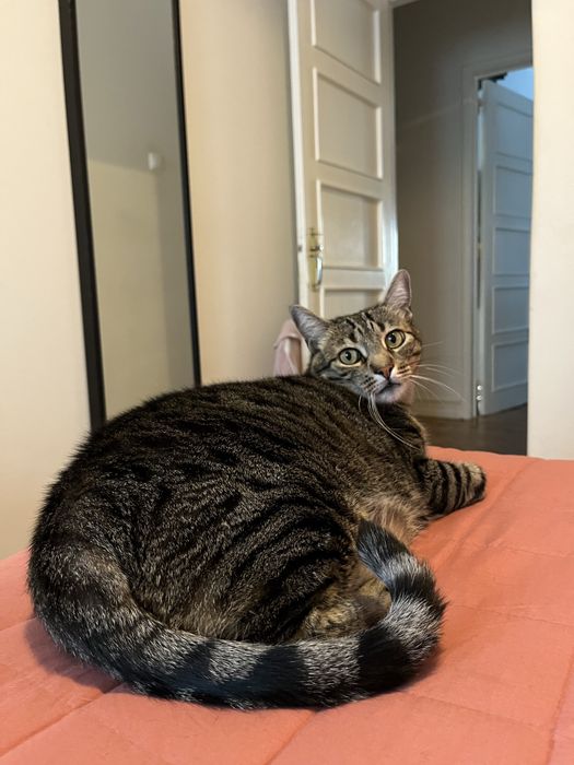 Gato Senior para Adopção Responsável