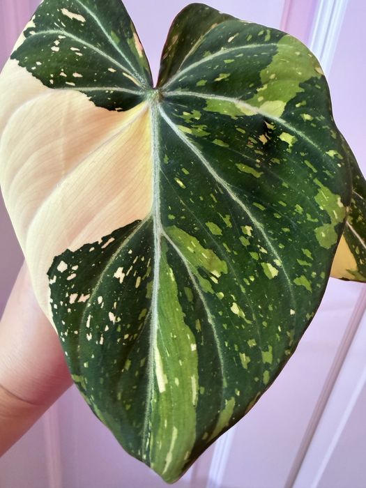 Philodendron Gloriosum Tricolor