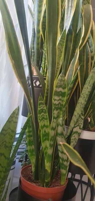 Sansewieria Gwinejska