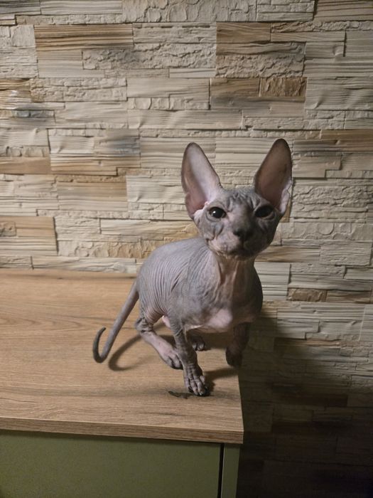 Sfinks Donski kocurek