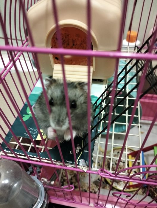 Джингарський хом'ячок безкоштовно