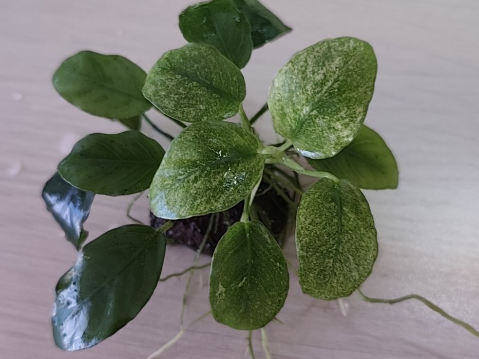 Anubias nana Pinto