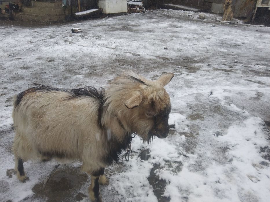 Пропоную для зв'язки  молодого цапа