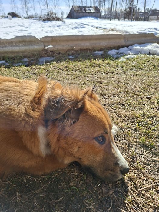 Отдам собачку 10 місяців