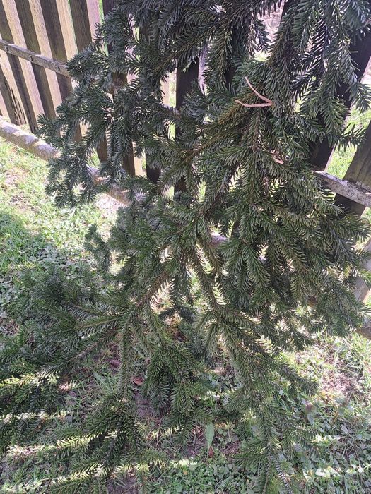 Oddam galazki jodły  duże nieuszkodzone