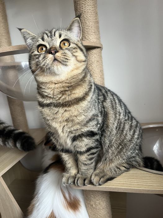 Femea Scottish straight