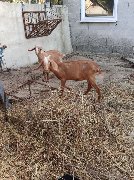Vendo cabras boas
