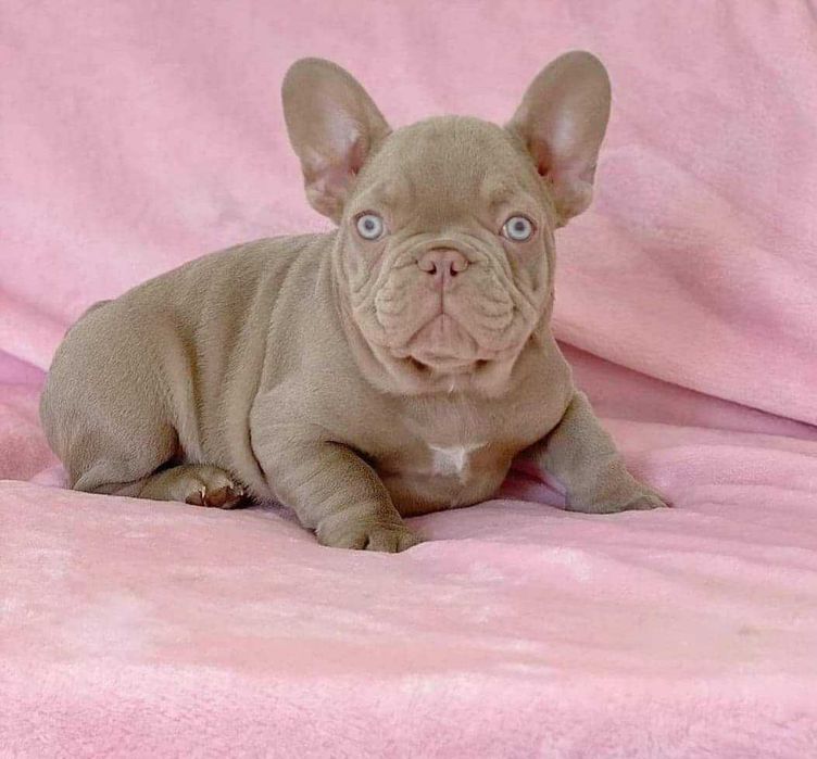 Buldog Francuski  LILAC Platinum  Blue Liliowy Isabella