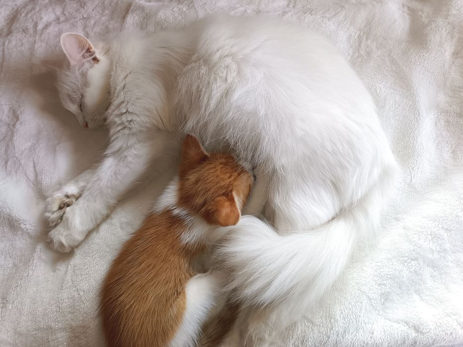 Котик рижий, кошеня руде, кошенята