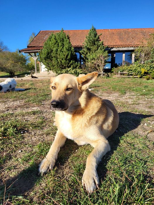 Najlepszy dom dla tego kawalera poszukiwany!