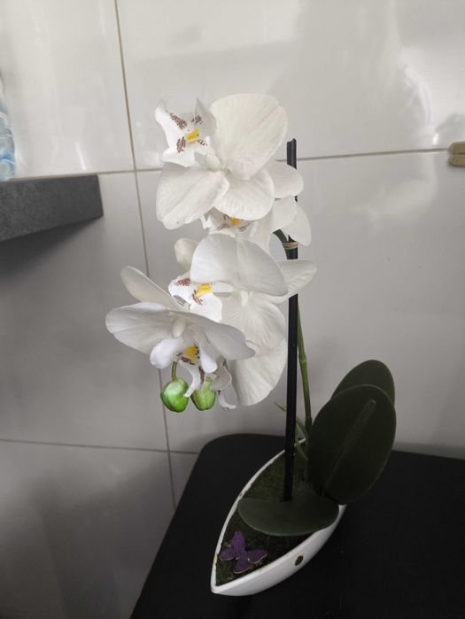 storczyk w  doniczce   -  ozdoba