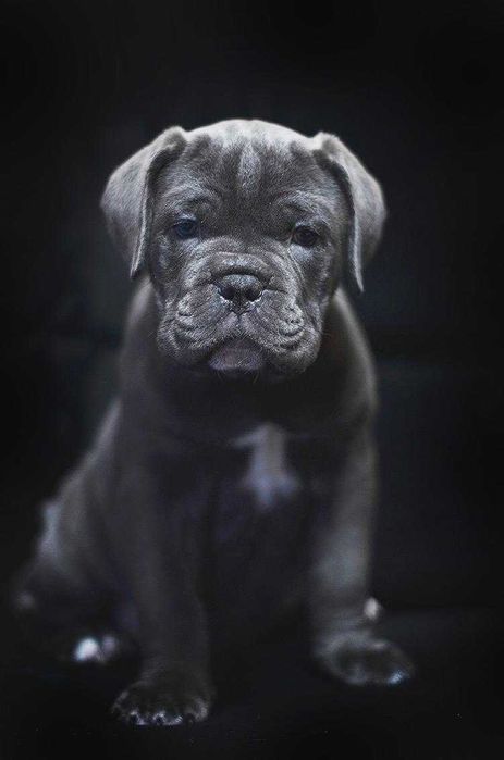 Ласковая лапулька-корсулька, Тайра