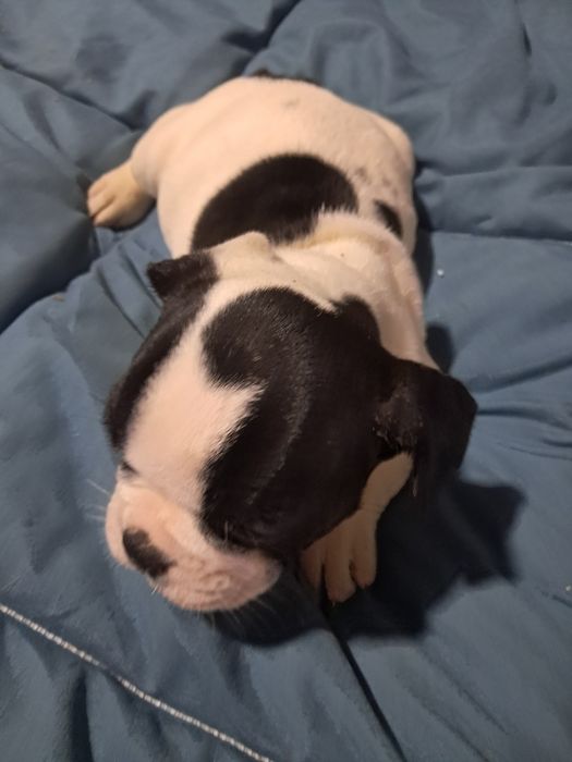 Bulldog frances fêmea na zona de Aveiro