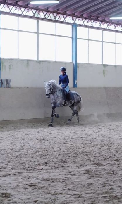Cavalo lusitano inteiro 5 anos