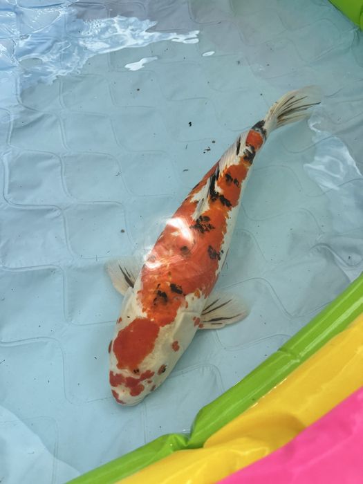 Carpa loi sanke 65/70cm