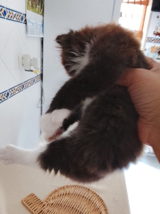 Gato persa  himalaia