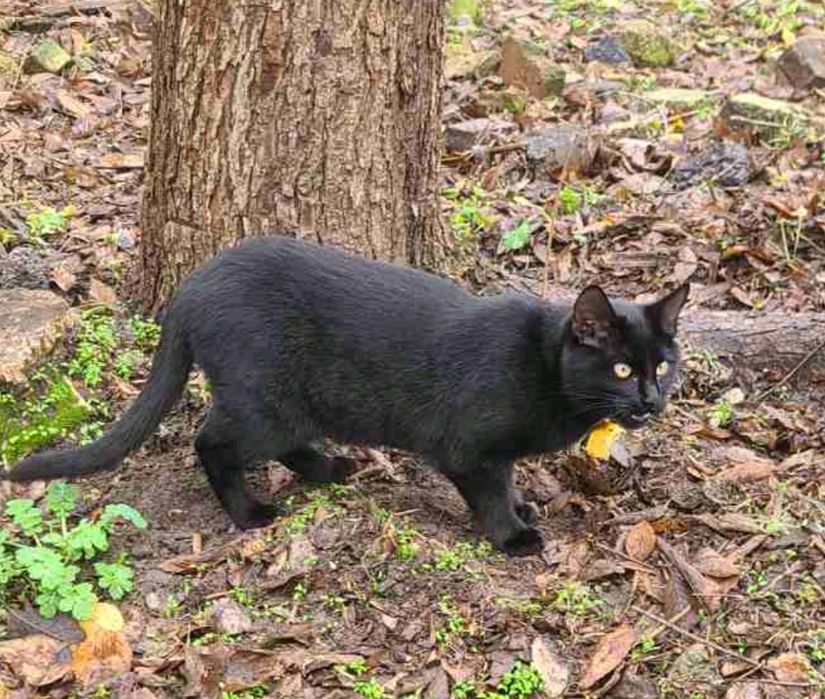 Котик, 7 міс. Кошеня