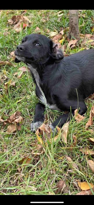 Бесплатно, в добрі руки