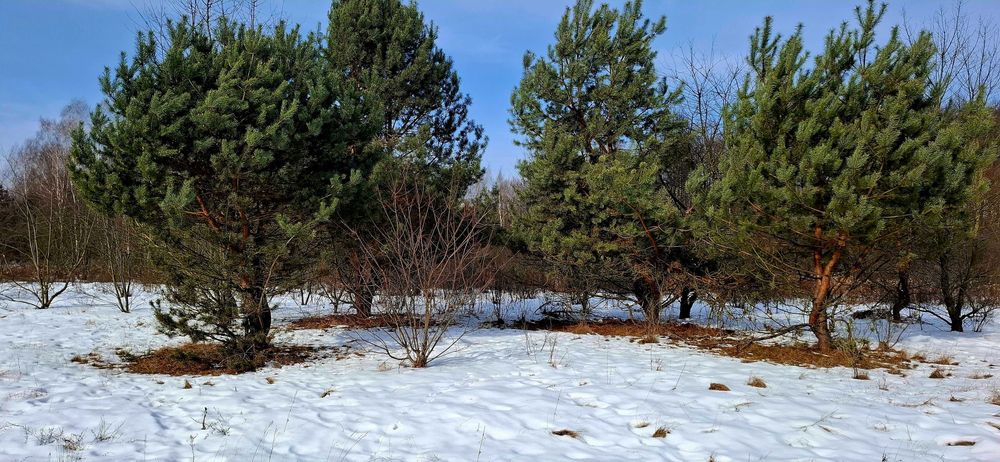 Działka rolno-budowlana 8000 m 55 km od Warszawy