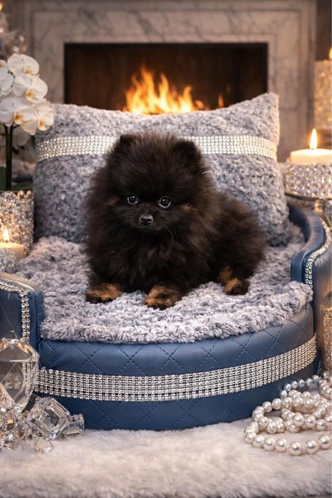 Szpic miniaturowy pomeranian