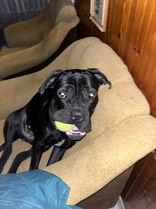 Собака кане корсо