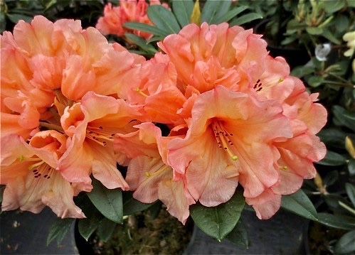 Рододендрон Tortoiseshell orange