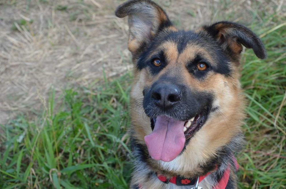 Bambo młodziutki przyjazny w typie owczarka niemieckiego ADOPCJA