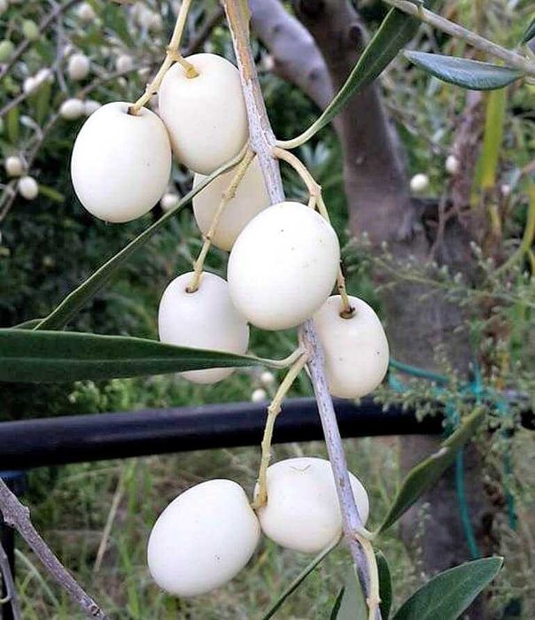 AZEITONA BRANCA - Venda de oliveiras Apenas envios