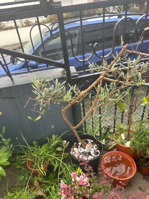 Plantas , acer japonês, feto , outras .