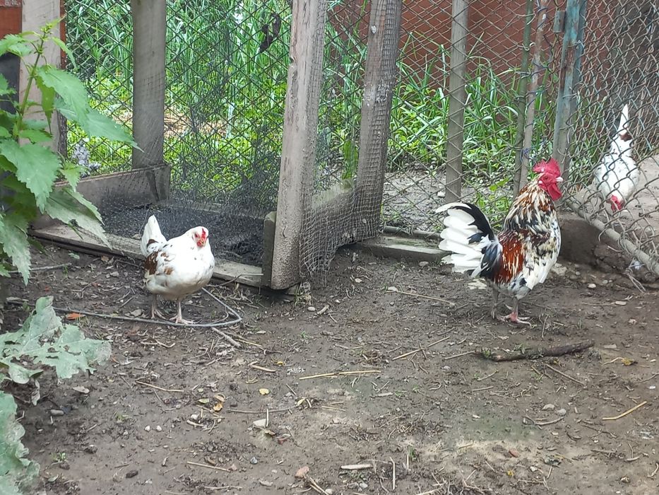 Яйця карликові кури бентамки курчата (Американка)