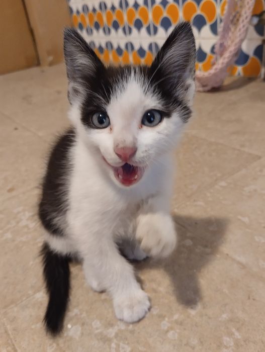 Gato para adopção responsável
