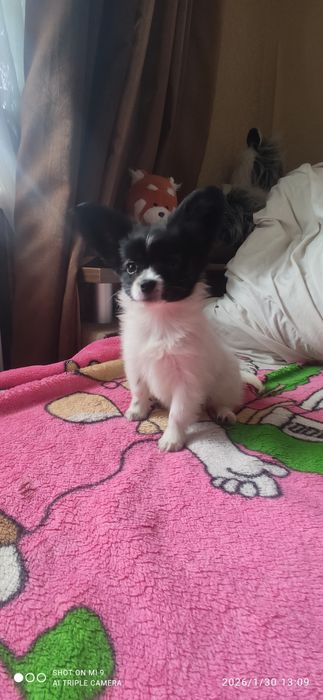 Мальчик папильон.