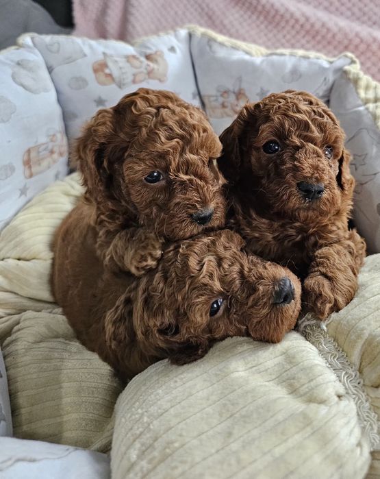 Pudel Toy Red Brown Dziewczynka