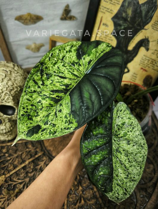 Alocasia Dragon Scale mint variegata bulwa alokazja