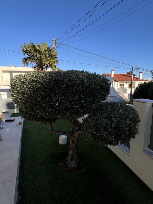 Serviços de Jardinagem e Manutenção de Espaços Verdes