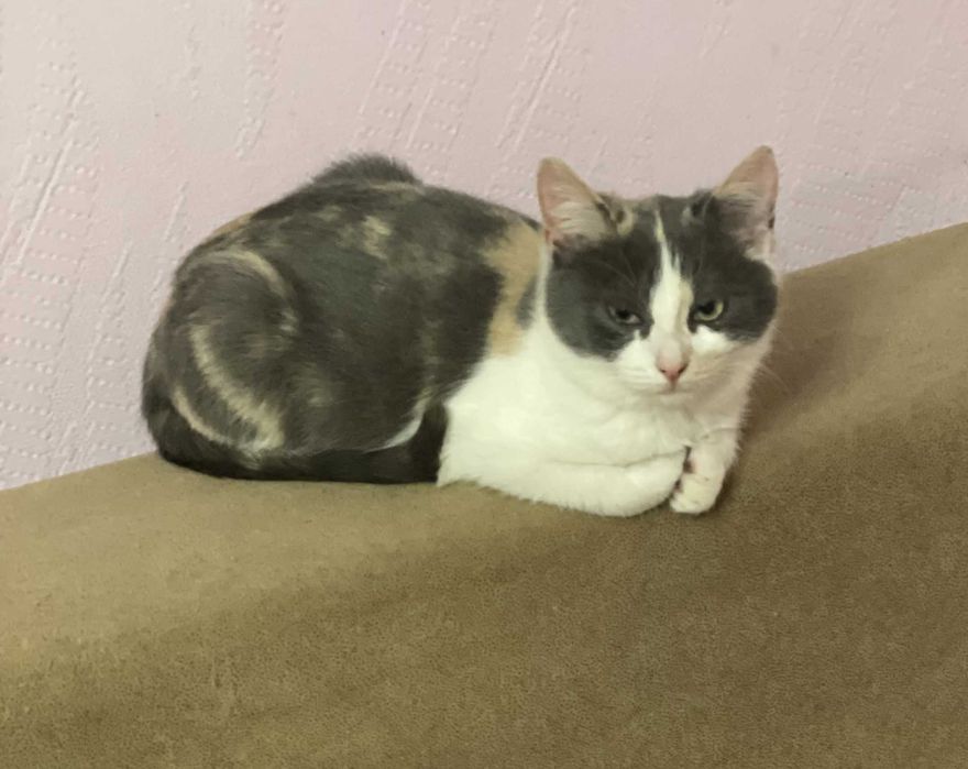 Маленька кішечка,  вік 4 міс.