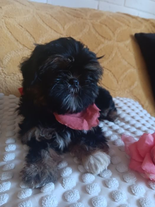 Shih Tzu Sunia Piękności
