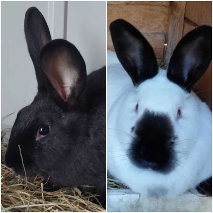 Króliki biale badz czarne samice