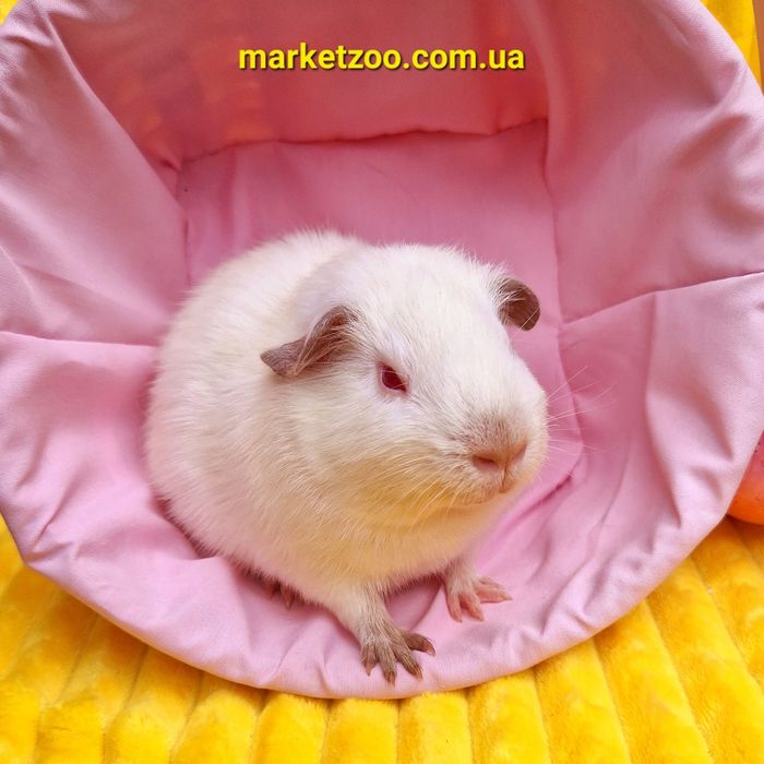 Морская свинка альбинос девочка Лола