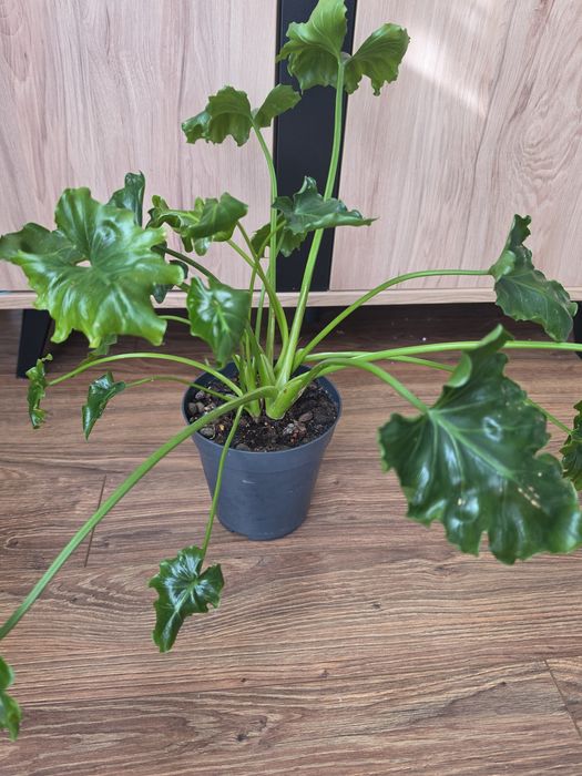 Filodendron Atlantis kolekcjonerski