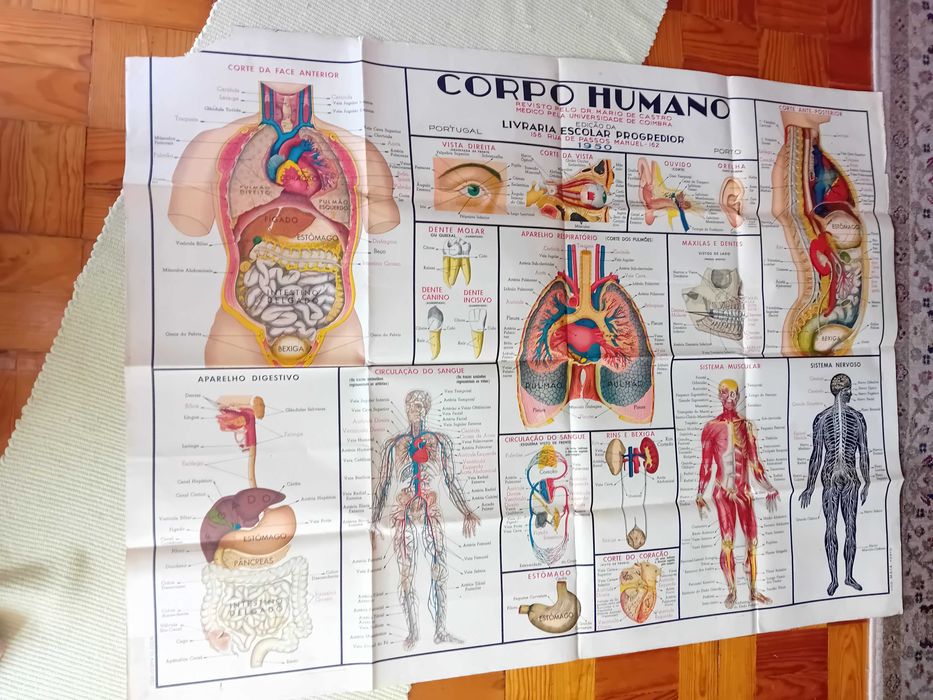 Corpo Humano (poster grande)