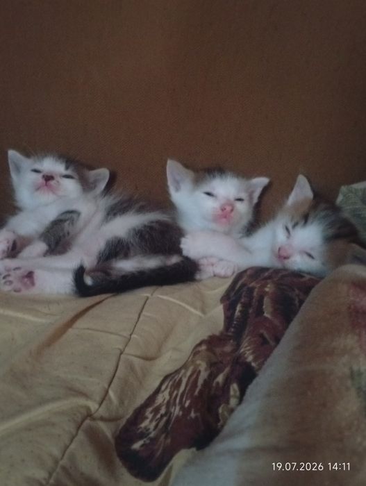 Віддам в добрі руки кошенят