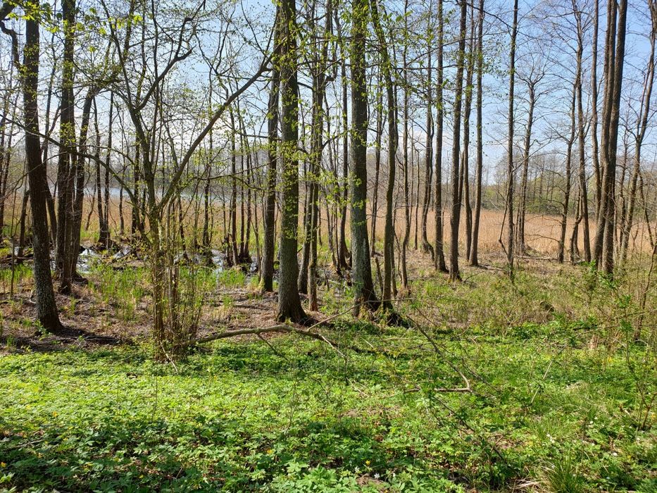 Działka rekreacyjna nad jeziorem Żywy - Vista 3
