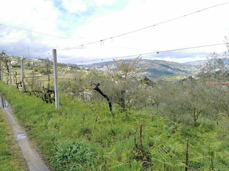 Quinta no Douro a 45min do Porto - Plano, tranquilo Varias construçoes