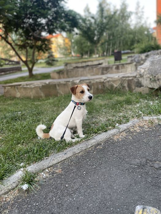 Вязка Джек рассел терьер