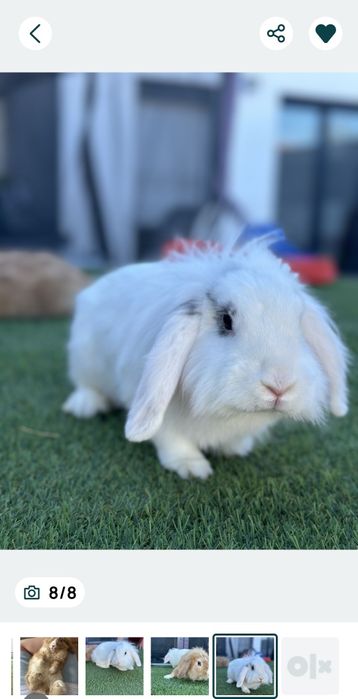 2 Coelhos anoisProcura uma casa que meus coelhas ( tem 7 /9 meses ) ,